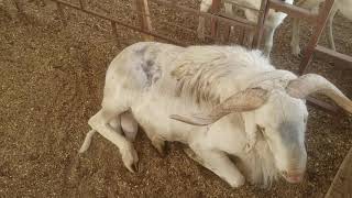 Intensive sheep breeding in the Gambia [upl. by Seeto76]