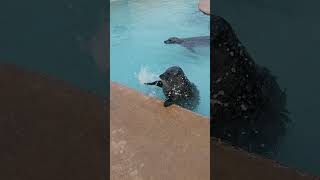 Skegness seal sanctuary full feeding session [upl. by Survance]