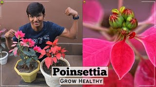 Poinsettia Complete Care  Poinsettia Care in Summer  How to grow healthy [upl. by Nicolea]