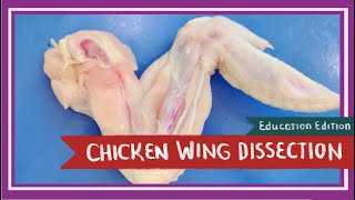 Chicken Wing Dissection  Spread Your Wings EDU [upl. by Ferrick]