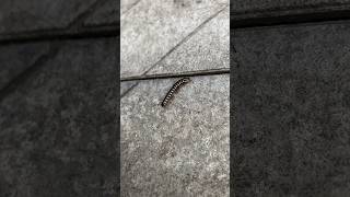 Yellowspotted millipede under microscope 😱😱 shortsviral shokingknowladge [upl. by Jacklin]