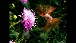 cours courons la bonne course bleuezyjamy20924cevennes par Gautier VervoitteRollet [upl. by Assir715]