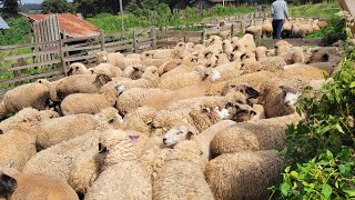 sheep farming14 acre is enough for sheep production [upl. by Regni]