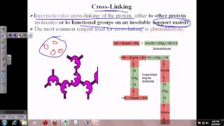 Enzyme immobilization [upl. by Erbas]