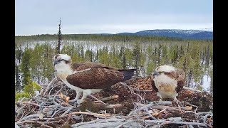 Sääksisäätiön Muonion sääksikamera – Muonio osprey cam [upl. by Harpp]