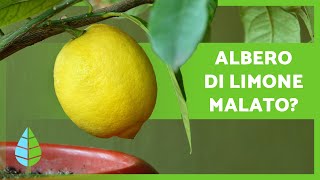 PARASSITI e MALATTIE dellALBERO DEL LIMONE 🦟🍋 Come combatterli [upl. by Schramke]