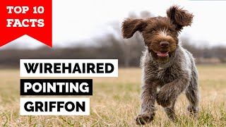 Wirehaired Pointing Griffon  Top 10 Facts [upl. by Binette350]