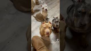 Bright Bullies puppy pack🔥🐂🦍 trendingshorts tiktokvideo xlamericanbully [upl. by Robinette]