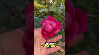 How to properly cut roses from a rose bush 🌹🥀 [upl. by Annayr]