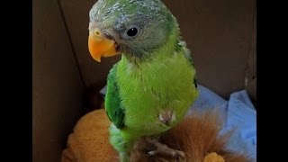 Plum headed parakeet  Hungry baby vocalizing 2 [upl. by Innavoeg]