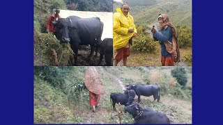 🇳🇵Nepalese shepherd life village lifestyle in Nepal🇳🇵 [upl. by Eclud]