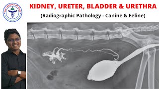 Urinary System  Radiology  Lecture 04 [upl. by Norahc]