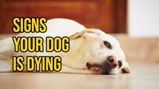 10 Critical Signs That Indicate Your Dog Is Dying Dying Dog [upl. by Yousuf]