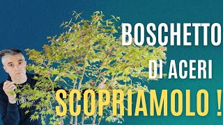 COME MANTENERE un boschetto BONSAI di ACERI GIAPPONESI [upl. by Einberger794]