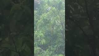 Green under Rain nature relaxing forest shorts greenery [upl. by Gujral]