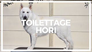 Toilettage de Hori Berger Blanc Suisse  OF ETERNAL JOY [upl. by Setarcos949]