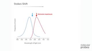 Molecular Probes Tutorial Series— Anatomy of Fluorescence Spectra [upl. by Alden]