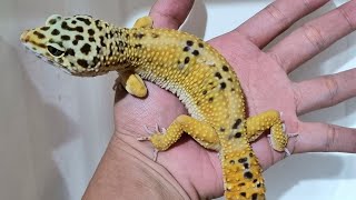 UNBOXING Leopard Gecko Blacknight ph Tremper bongsor 25cm [upl. by Oliana]