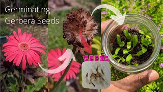 How to germinate gerbera seeds  Babandasia from seeds gerbera seed propagation  Part 01 [upl. by Lanie]