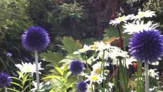 Echinops The Globe Thistles [upl. by Sices]