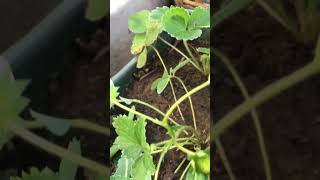 strawberries likeandsubscribe allaboutgardening nature [upl. by Antipas]