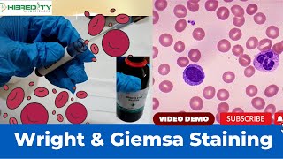 Wright amp Giemsa Stain Experimental Procedure Experimental Video [upl. by Adnorrehs]