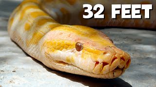 TOP 5 Largest NonVenomous Snakes in the World [upl. by Faxan312]