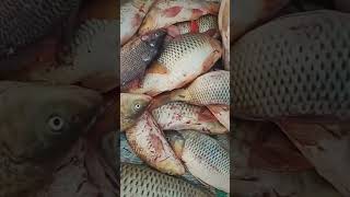 💥Bomb experiment with fish hunting🤯😱😳shorts ytshots amazing fishing hunting trending viral [upl. by Ronnholm410]