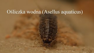 Ośliczka Asellus aquaticus Waterlouse [upl. by Iglesias]