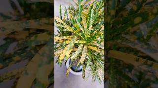 How to Care Croton Plants  Simple and Easy Caring Tips For Crotons  crotone crotonplantcare [upl. by Licko]