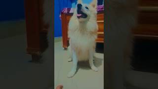 Indian spitz dog 🐶🐕 [upl. by Kleiman]