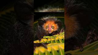 quotTop 5 Rare Animalsquot shorts youtubeshorts facts top pet science vlog viralvideos ytshorts [upl. by Noami]