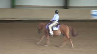 Reitturnier Westernreiten in Balingen  Reichenbacher Hof 20102024 [upl. by Aninnaig]