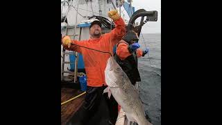 When you catch a giant Codfish while hauling Halibut gear halibut alaskafishing fishing [upl. by Ennaeerb]