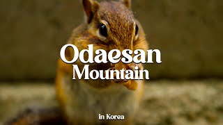 3 Ancient Temples on One Mountain And a Chipmunk  Odaesan Mountain  KMountain Adventure Ep3 [upl. by Blood]