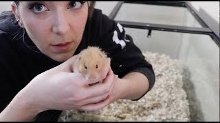 Giving My Hamster A Home Makeover [upl. by Pinebrook]