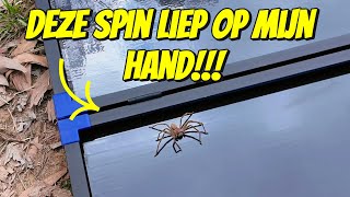 ER KRUIPT EEN DIKKE SPIN OVER MIJN HAND 260 [upl. by Constantin775]