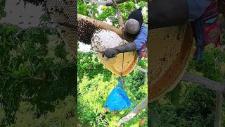 Pure Nature Wild Honey Tree Bee Yummy ASMR Honeycombs Shorts 215 short bee nature treebee asmr [upl. by Ytiak693]