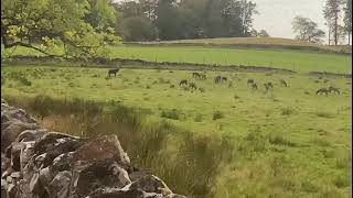 Scottish stag in rutting season [upl. by Ynomrah]