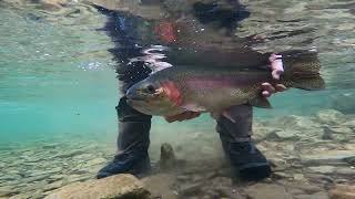 Escatawba Farms Monster Rainbow [upl. by Lihka332]