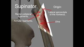 Supinator  Origin amp Insertion [upl. by Enirehtahc]