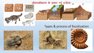 जीवाश्मीकरण के प्रकार एवं प्रक्रिया Types amp process of fossilization [upl. by Ifok601]