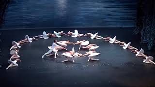 Het Zwanenmeer 2017  Shanghai ballet [upl. by Nathan129]