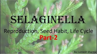 Selaginella Reproduction Seed Habit and Life Cycle [upl. by Swane]