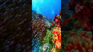 Coral Reefs Small Ecosystems with Huge Importance for Oceans [upl. by Bashemath738]