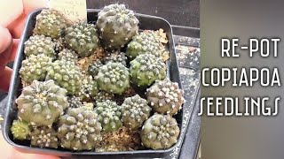 Repot 9 month old Copiapoa lembckei cactus seedlings with me  Its too hot to do anything outside [upl. by Dazhahs]