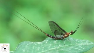 Mayfly A Closer Look at Natures Ephemeral Beauty [upl. by Imot498]