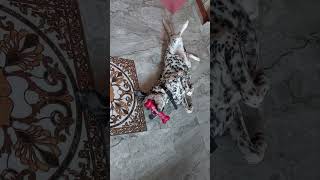 Dalmatian dog playing with toy doglover dog trending shortsreels shortsfeed ytshort [upl. by Delphina214]