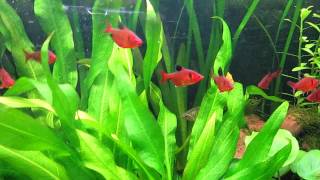 Species Info Serpae Tetra Red Minor Tetra [upl. by Stier]