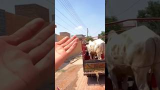 Qurbani ka janwer le leya sher main dihat  cow animals funny qurbanikajanwer shorts [upl. by Gladwin]